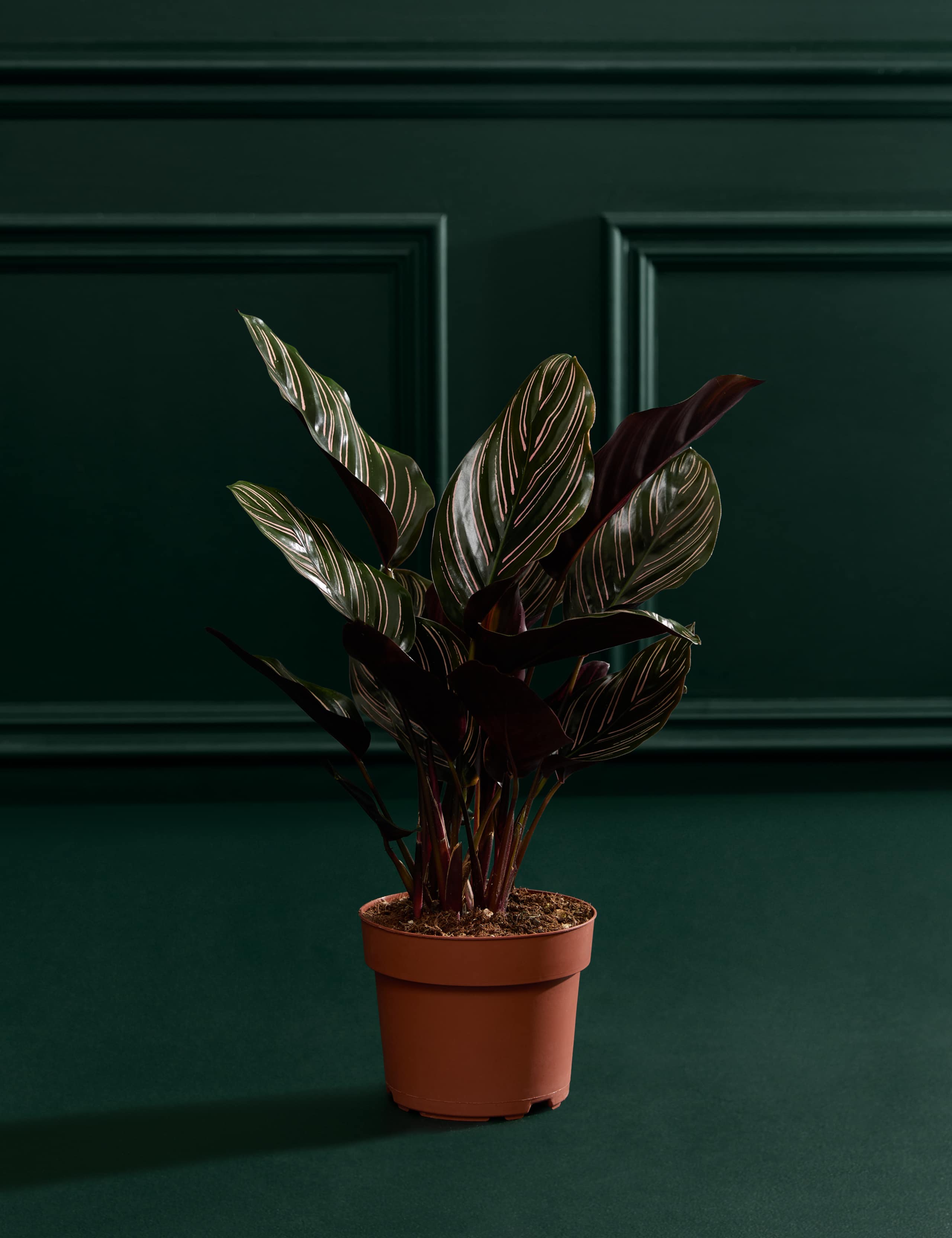 Calathea Ornata  In Grow Pot