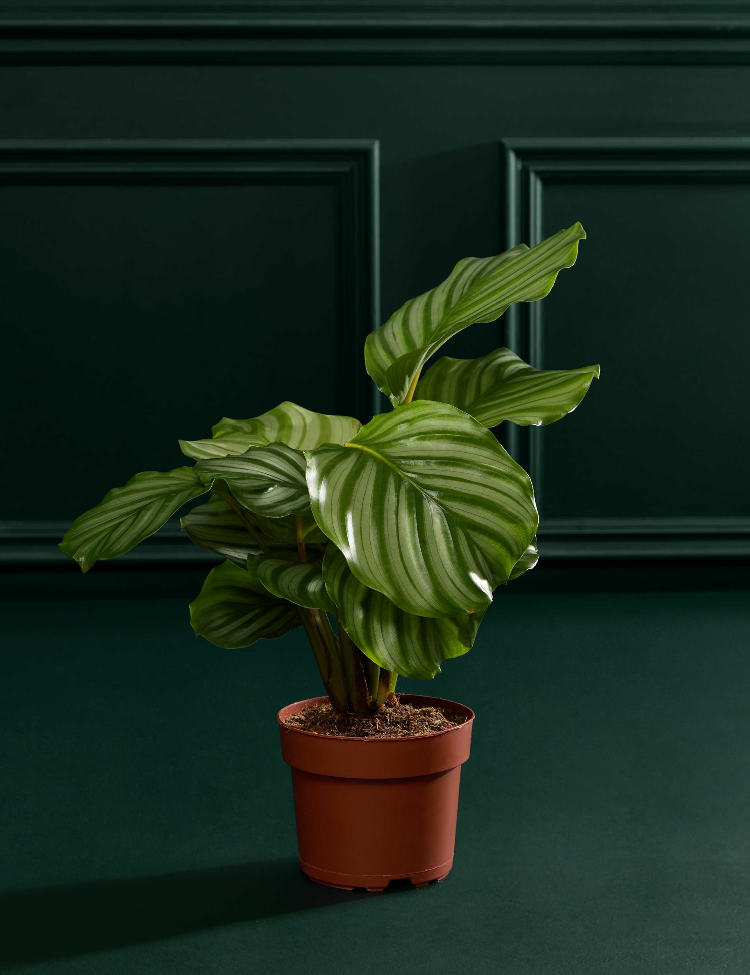 Calathea Orbifolia in Grow Pot
