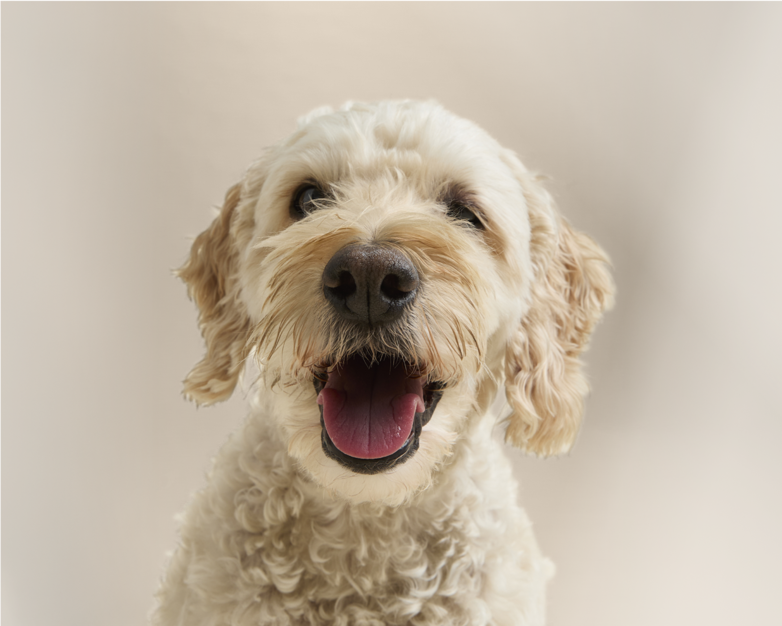 A happy cream-colored curly-haired dog with its mouth open and tongue out, looking directly at the camera against a light background.