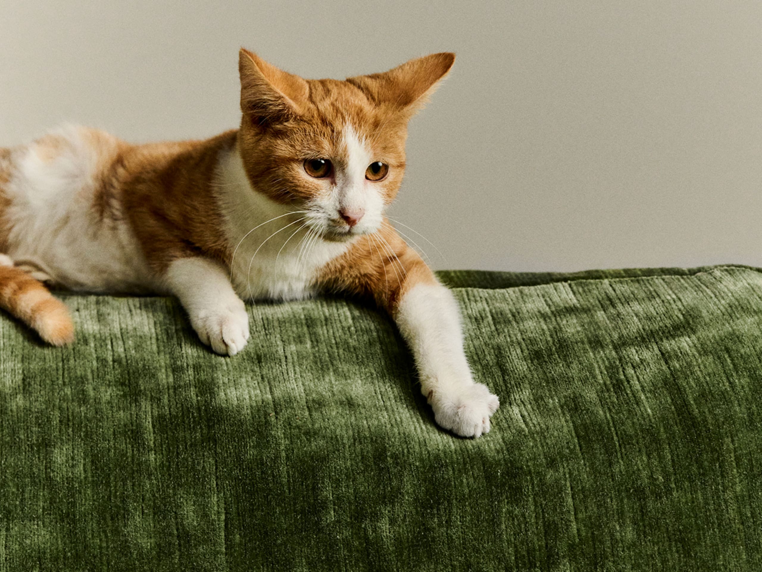 A ginger and white cat on a green sofa