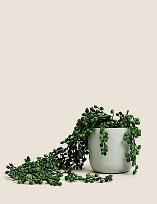 Artificial Mini Trailing Plant in Pot