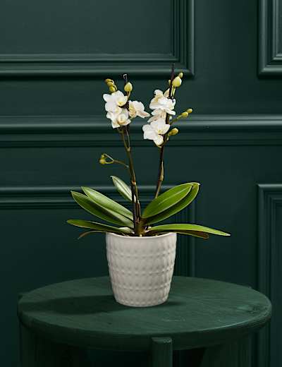 Miniature Twin-Stem Phaelanopsis Orchid in Pot with Marc De