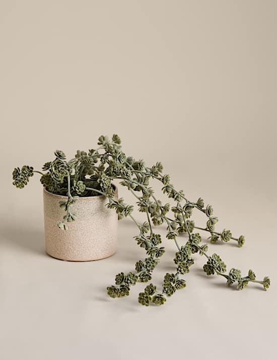 Trailing Succulent in Ceramic Pot