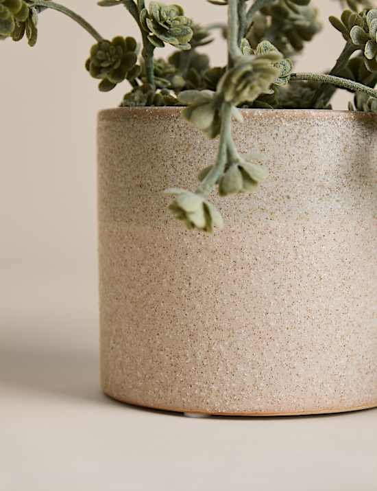 Trailing Succulent in Ceramic Pot