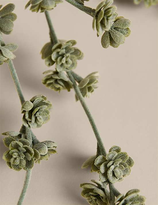 Trailing Succulent in Ceramic Pot