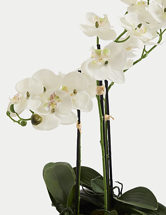 &Mu;&epsilon;&gamma;ά&lambda;&omicron; &tau;&epsilon;&chi;&nu;&eta;&tau;ό &phi;&upsilon;&tau;ό &omicron;&rho;&chi;&iota;&delta;έ&alpha;