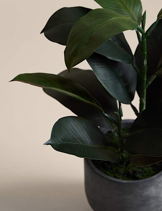 Künstlicher Gummibaum in Zementtopf