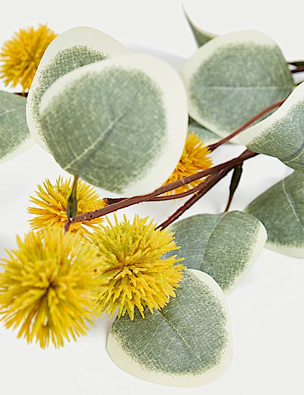 Set van 3 enkele eucalyptus-Erytrocorys-stengels - NL