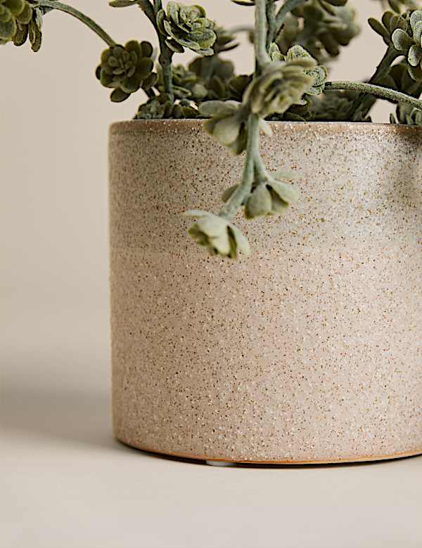 Trailing Succulent in Ceramic Pot - BN