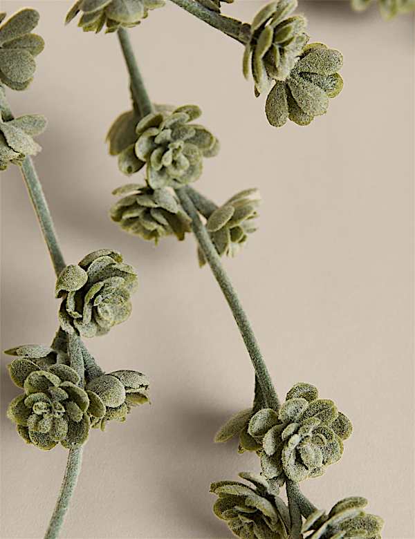 Trailing Succulent in Ceramic Pot - BN