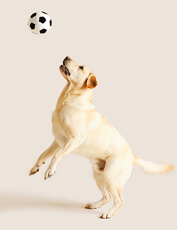 Football Pet Toy - JE