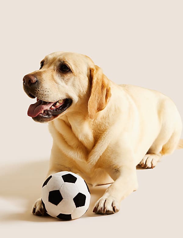 Fu&szlig;ball als Haustierspielzeug - AT