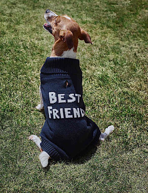 Lambswool Blend Dog Jumper - CH