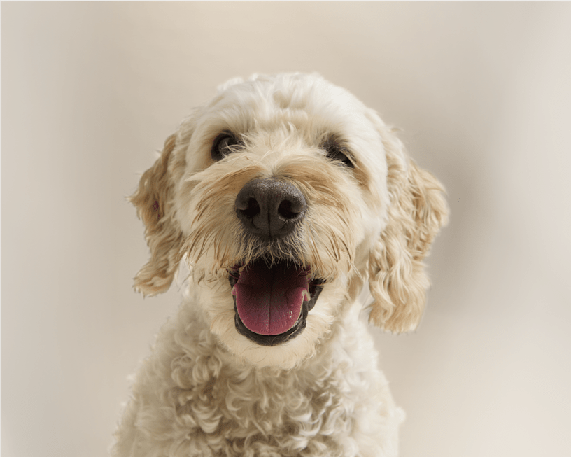 A happy cream-colored curly-haired dog with its mouth open and tongue out, looking directly at the camera against a light background.