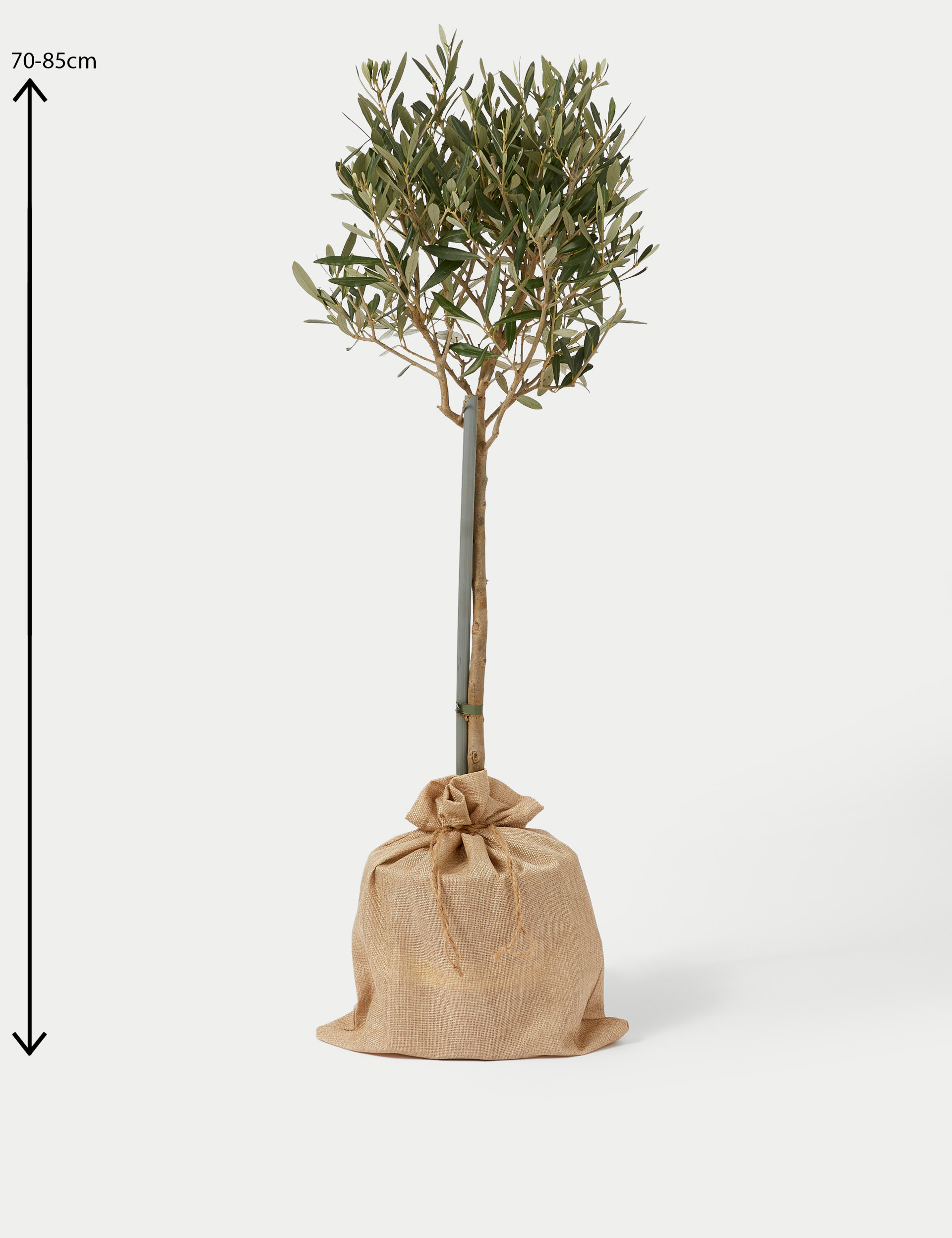 Olive Tree in Bag 4 of 4