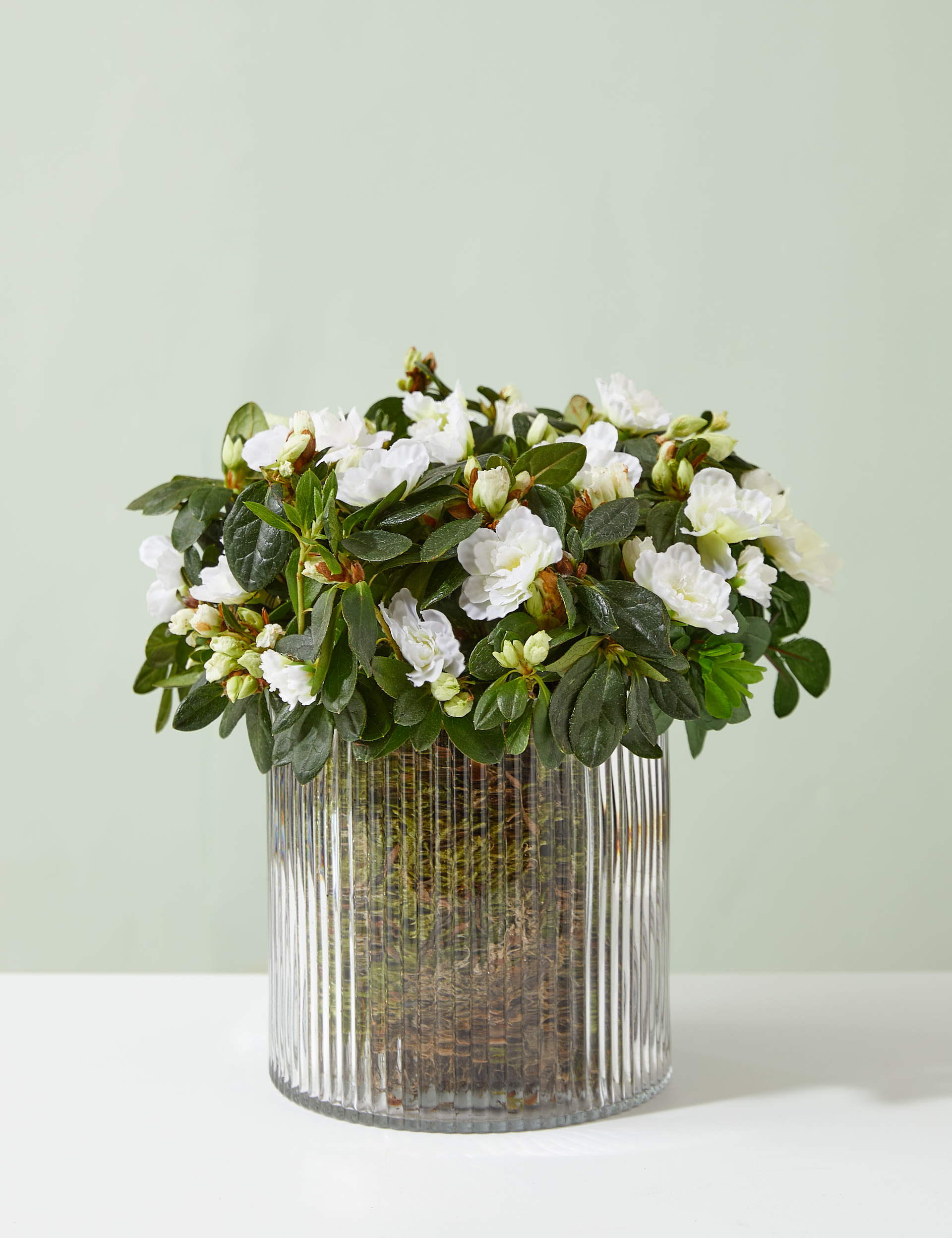 White Azalea in Glass Pot 1 of 4