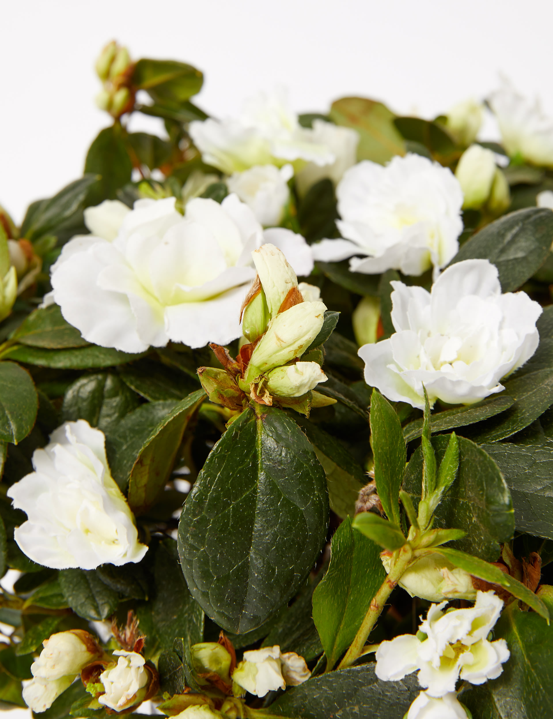 White Azalea in Glass Pot 3 of 4