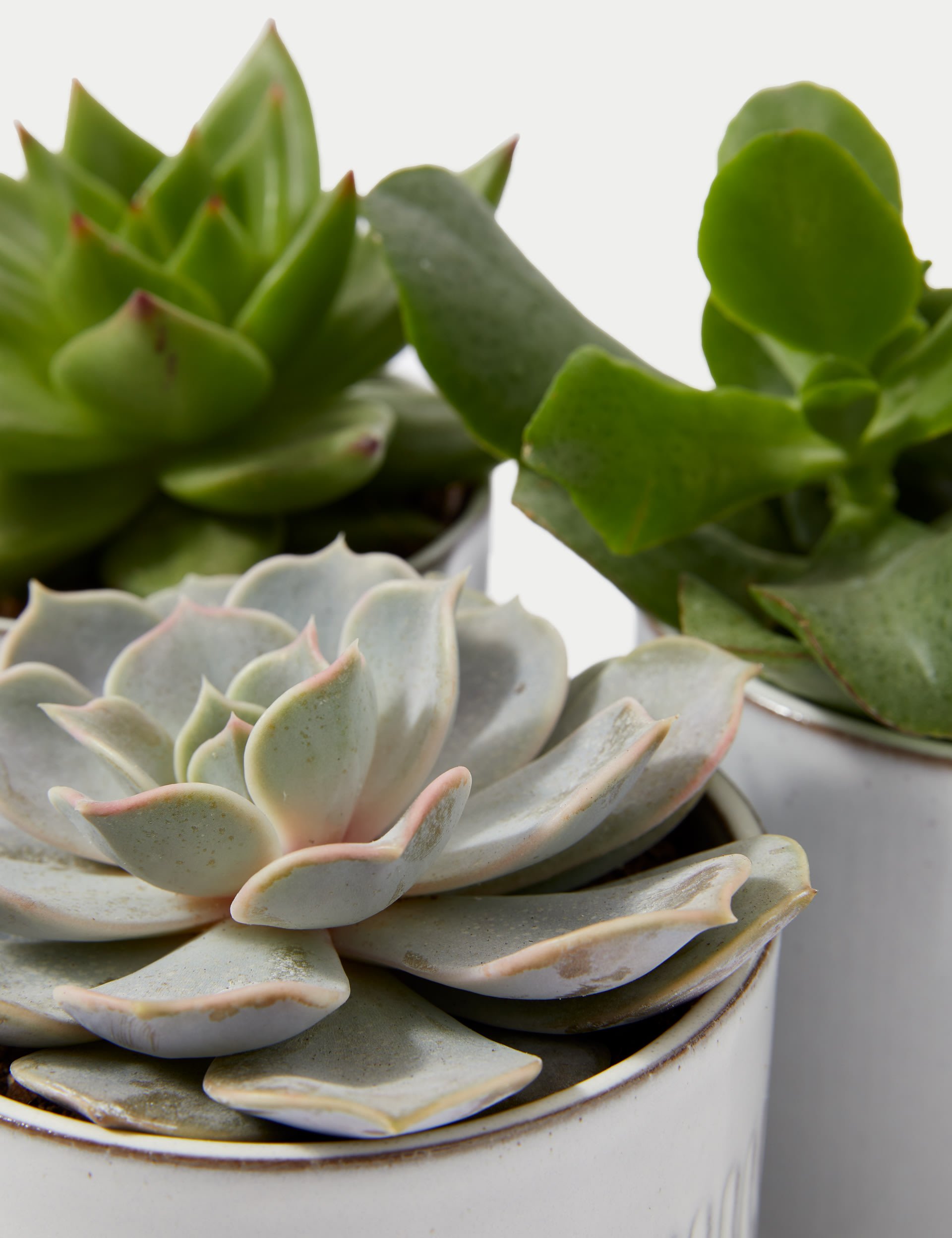 Shelfie Succulent Trio 3 of 4