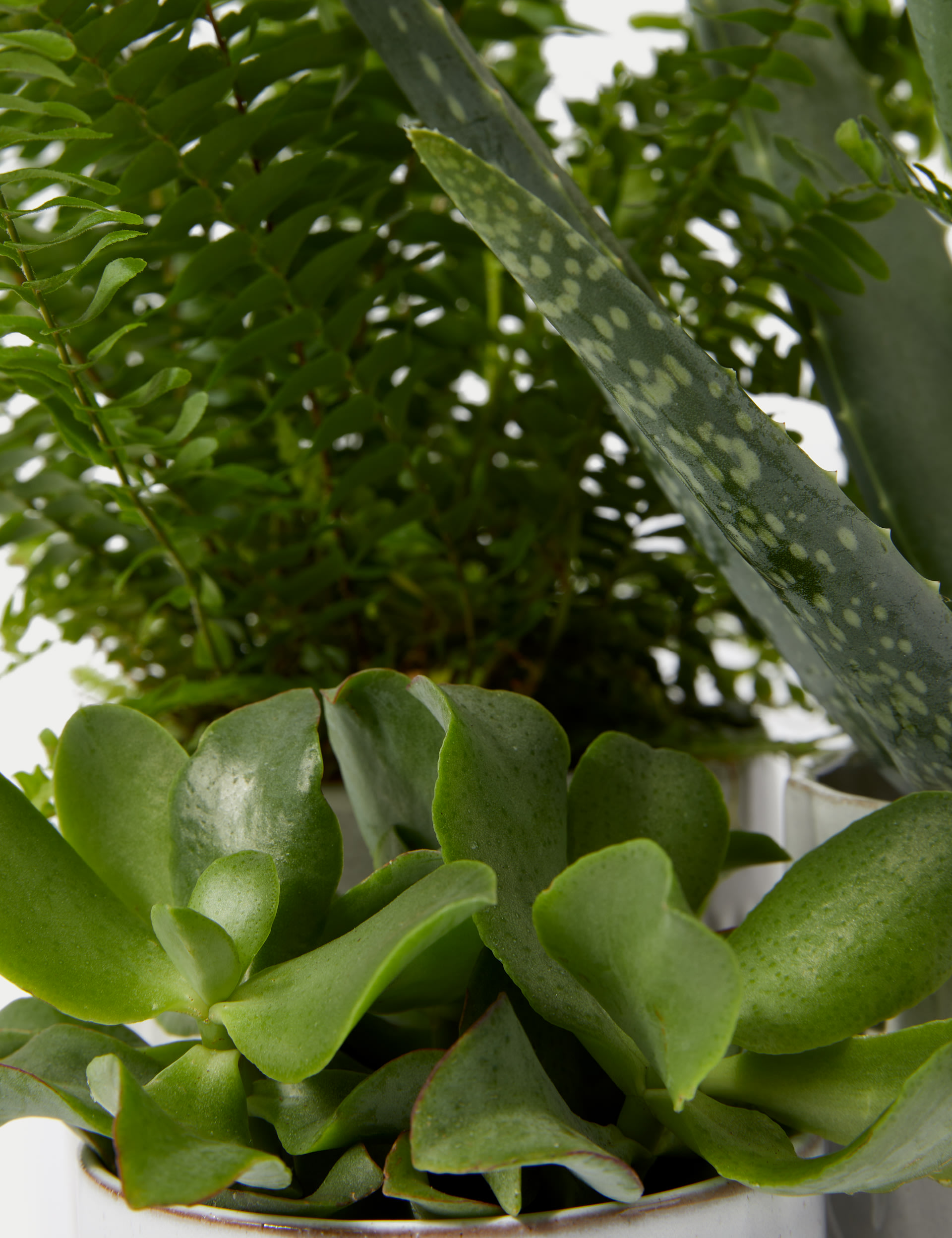 Bathroom Green Plant Bundle 4 of 5