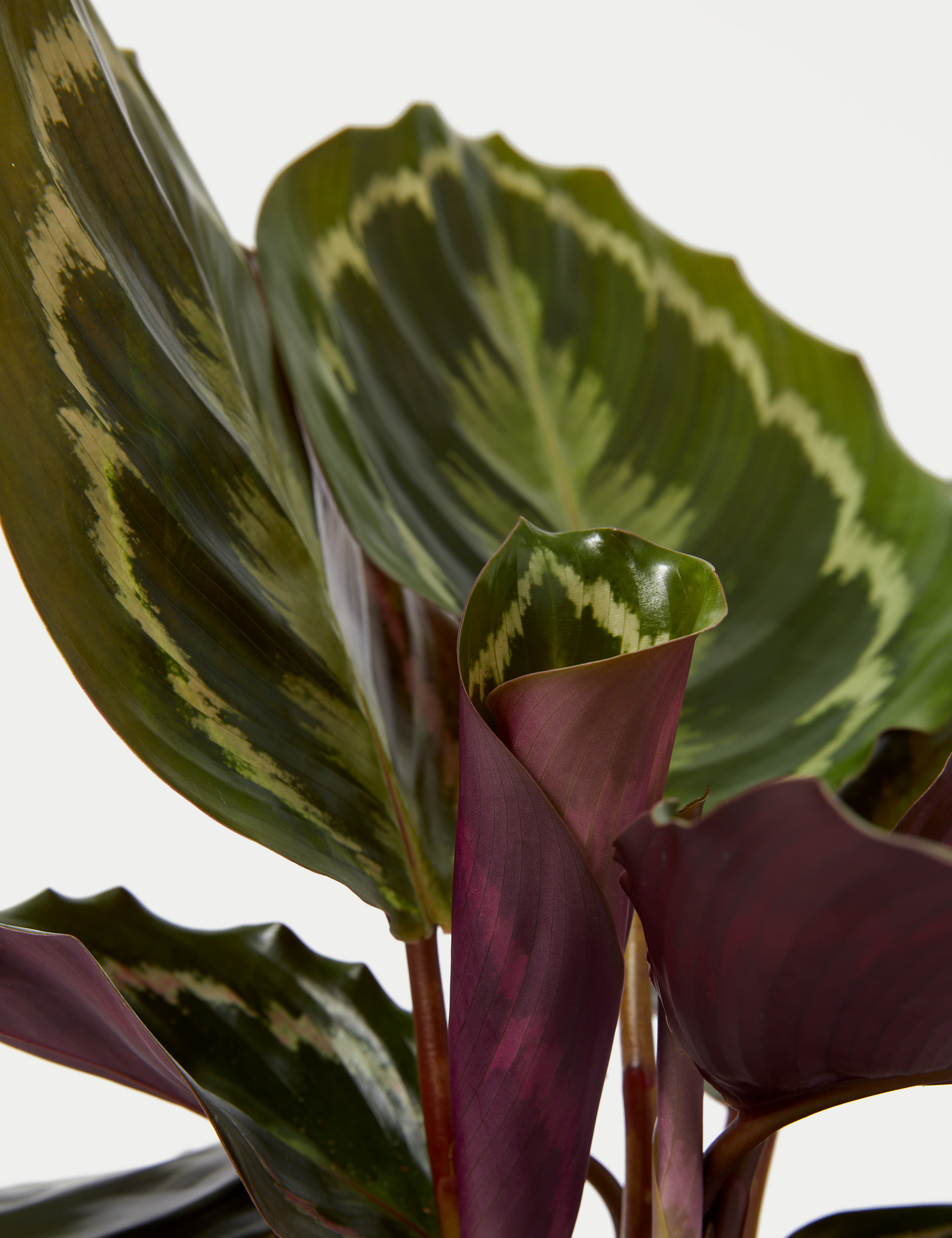 Medium Calathea in Ceramic Pot 3 of 5