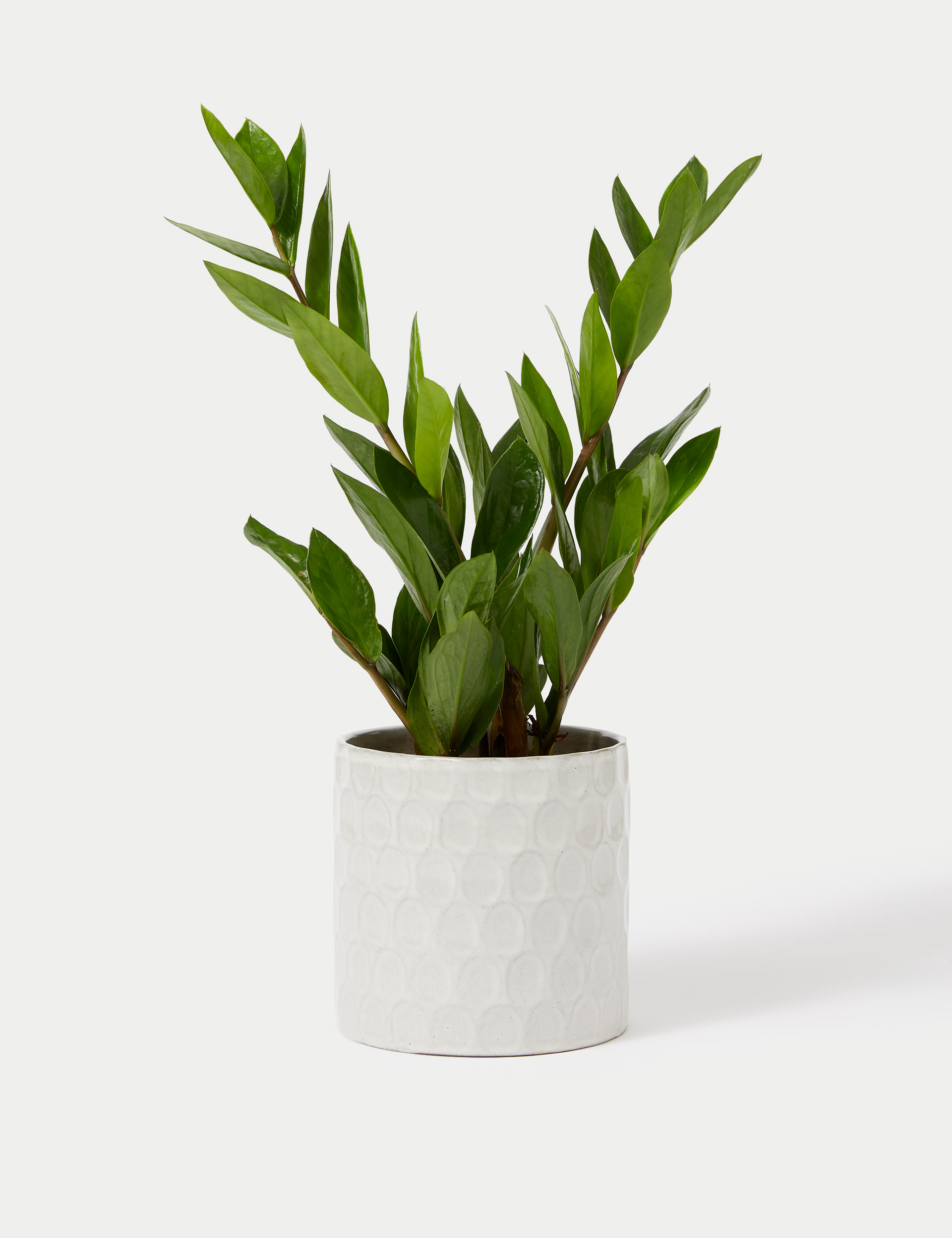 Medium Zamioculcas in Ceramic Pot 2 of 5