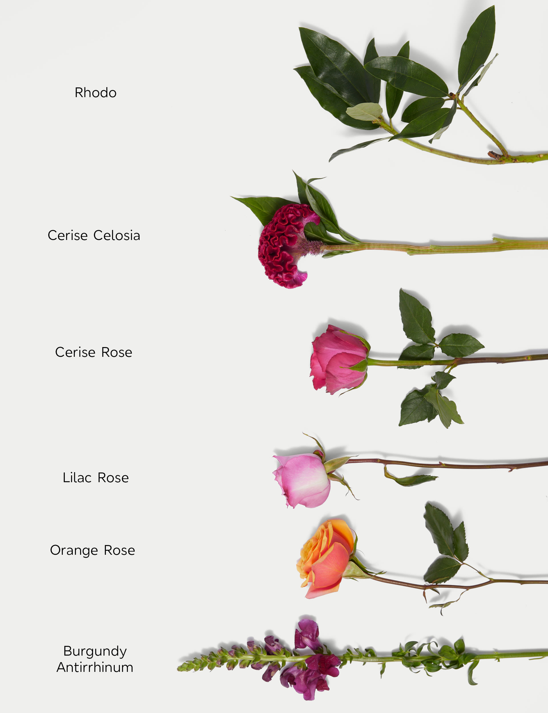Rose & Antirrhinum Bouquet 5 of 5