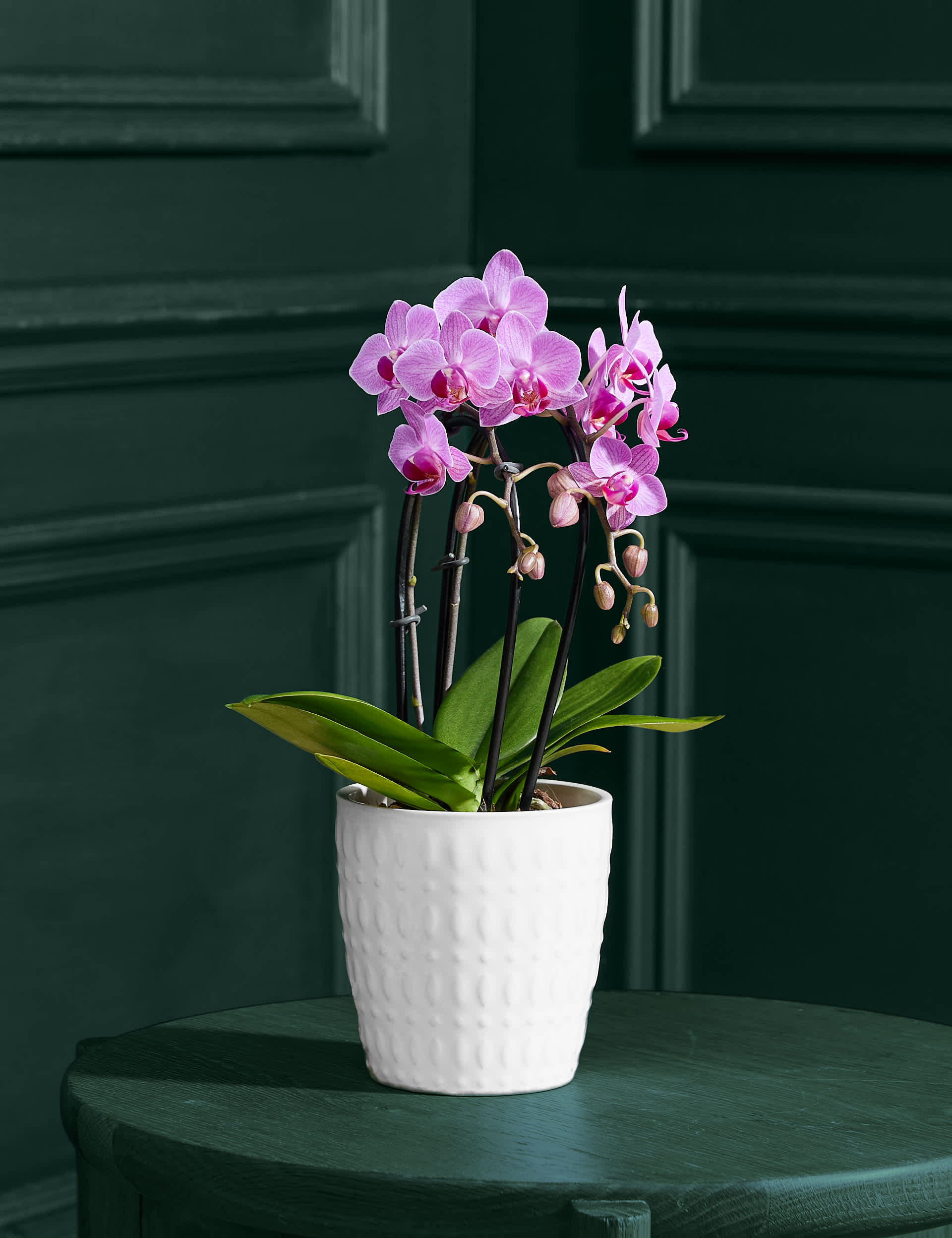 Purple Miniature Phalaenopsis Cascade Orchid in Ceramic Pot