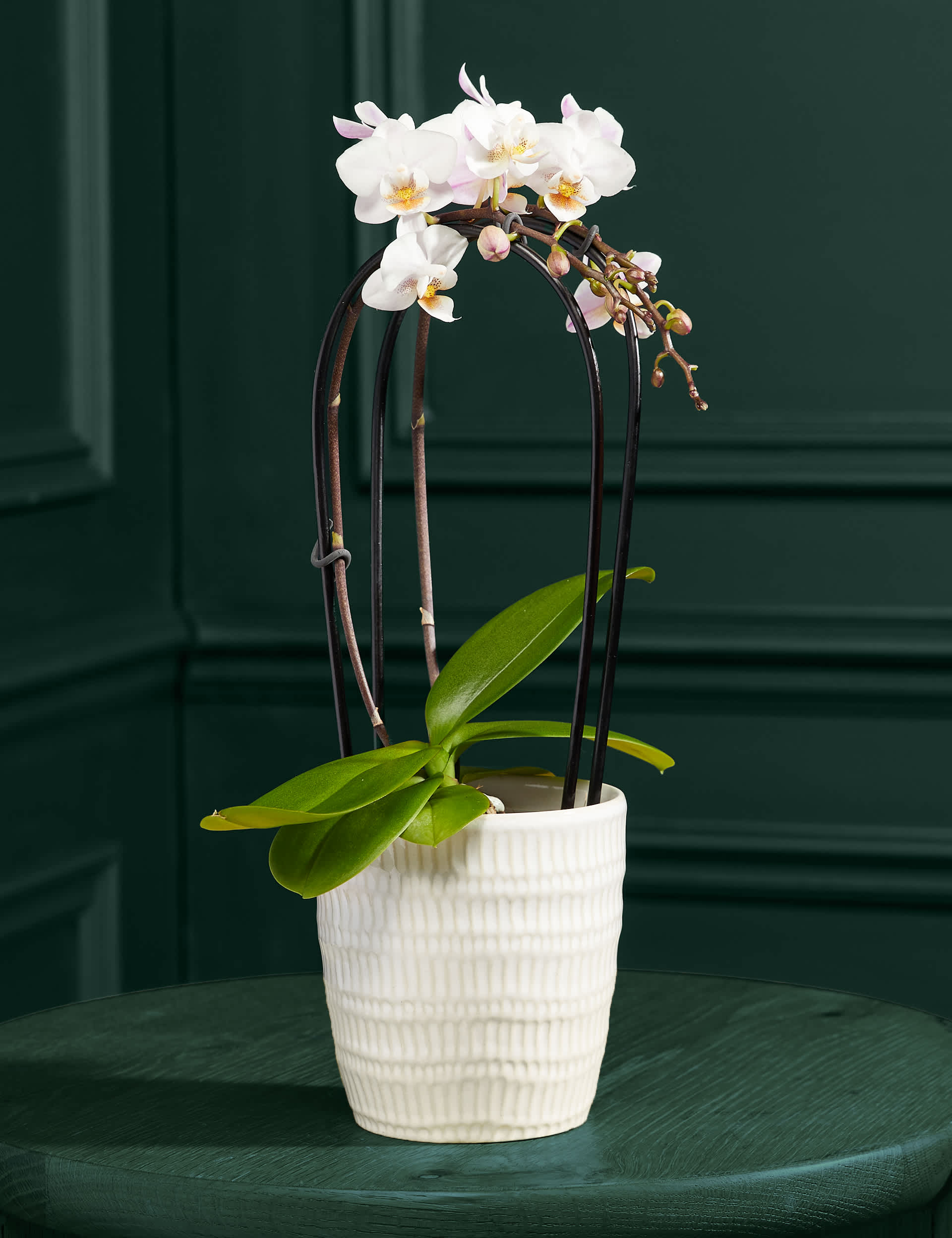 White Miniature Phalaenopsis Cascade Orchid in Ceramic Pot