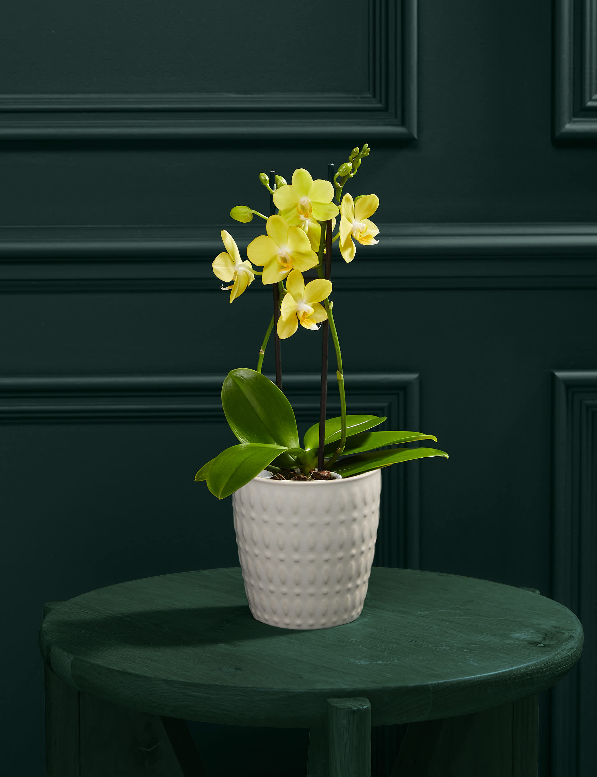 Yellow Phalaenopsis Orchid in Ceramic Pot