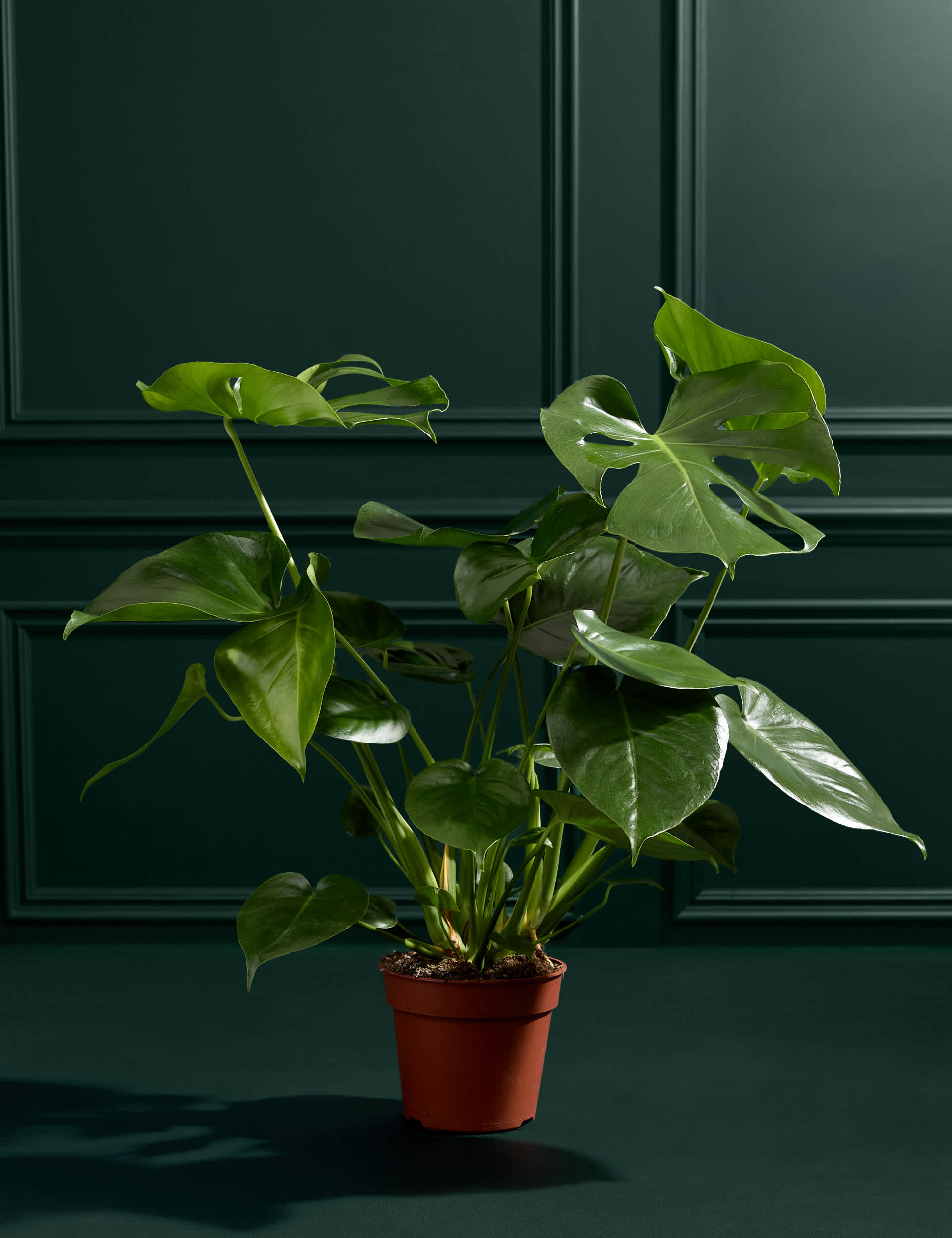 Large Monstera (Swiss Cheese Plant)