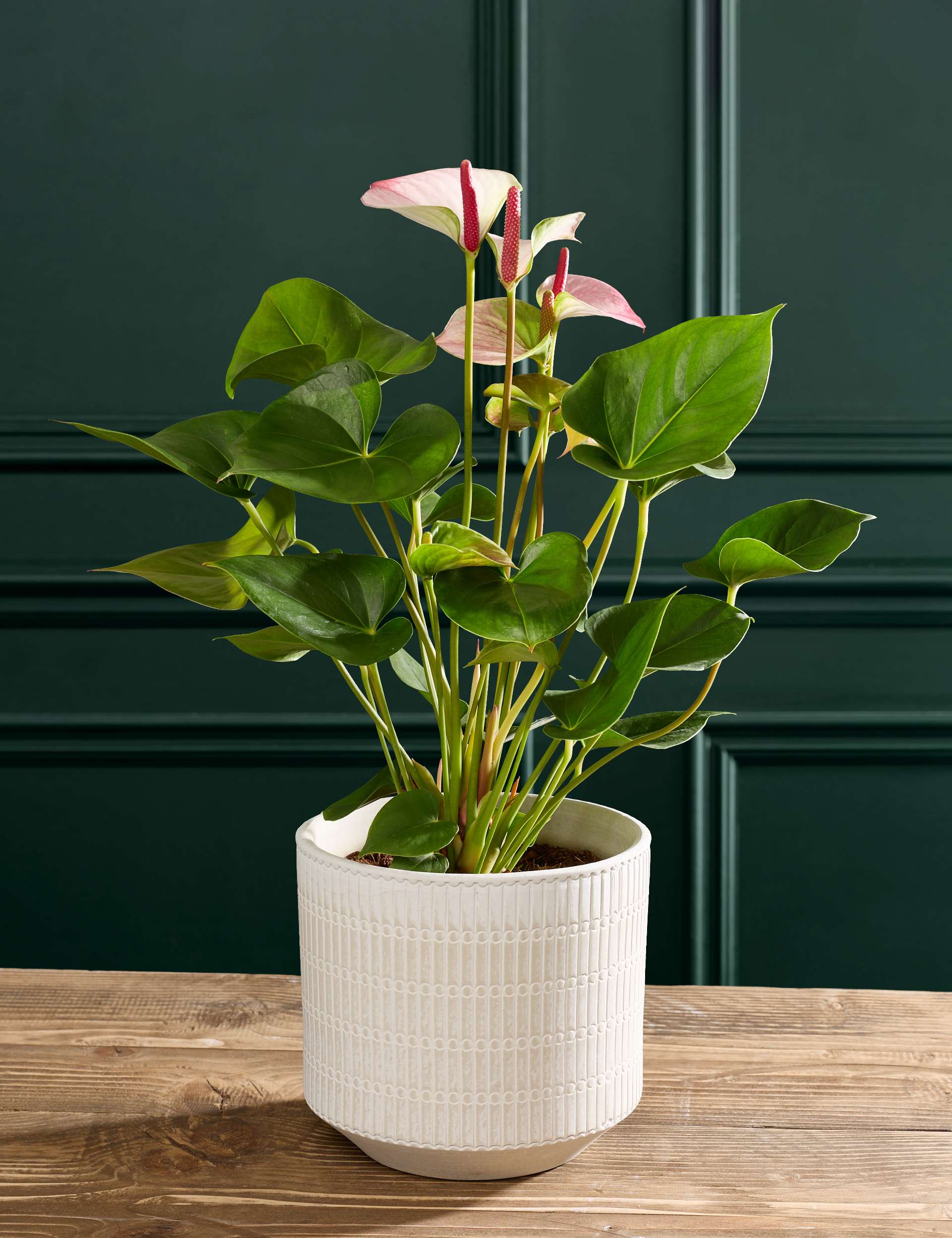Pink Anthurium in Pot