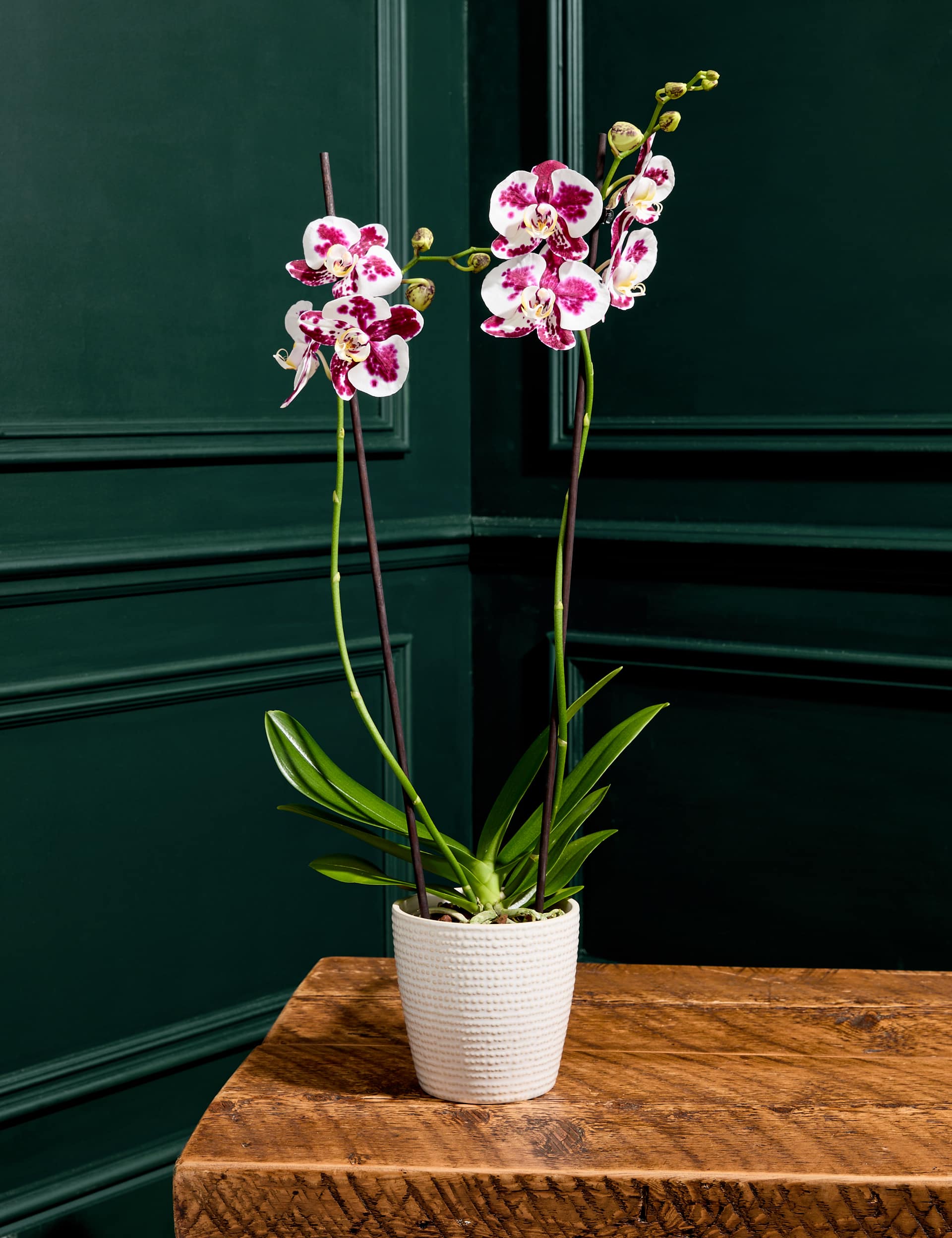 Large Marrakech Phalaenopsis Orchid in Ceramic Pot