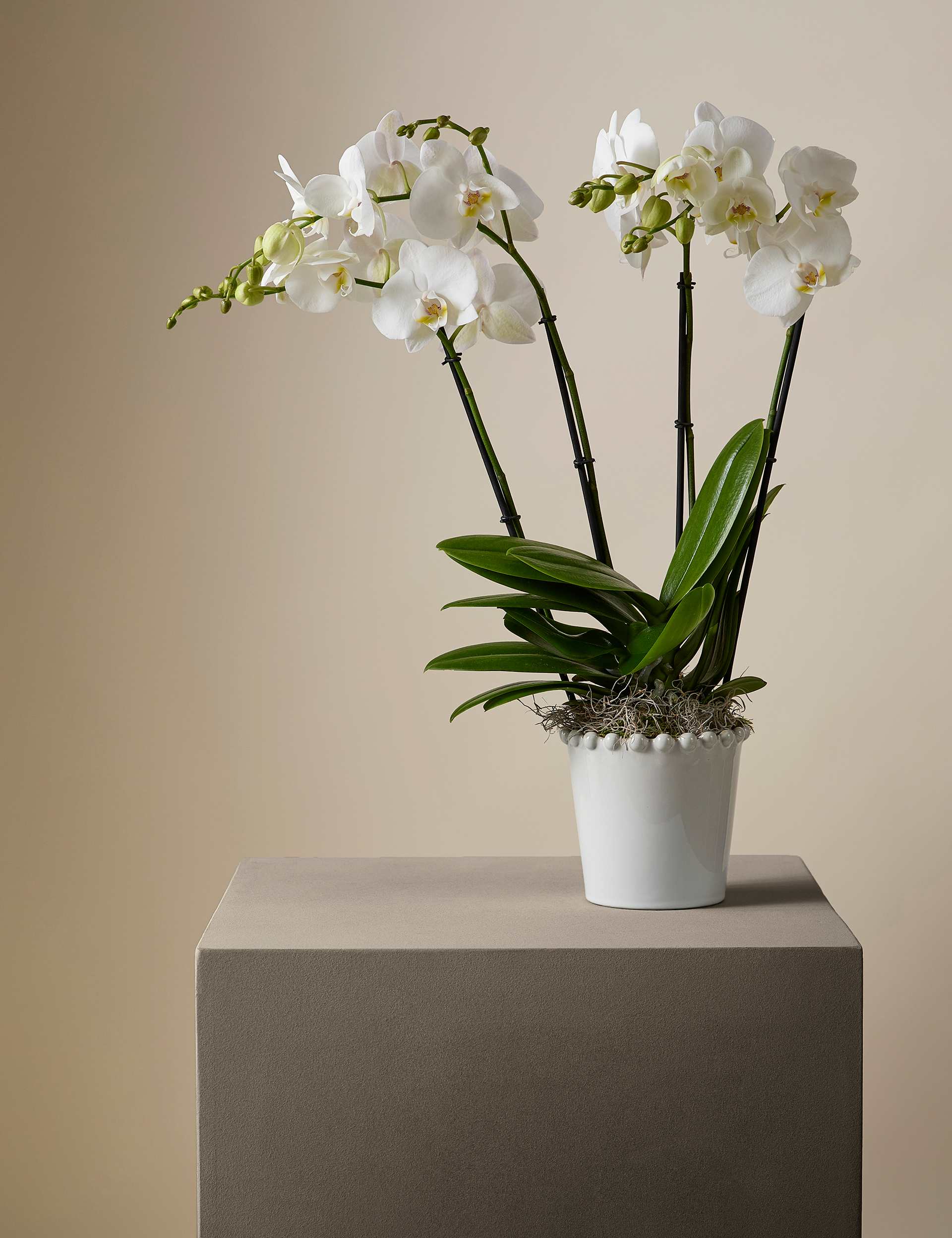 Orchid in Ceramic Pot