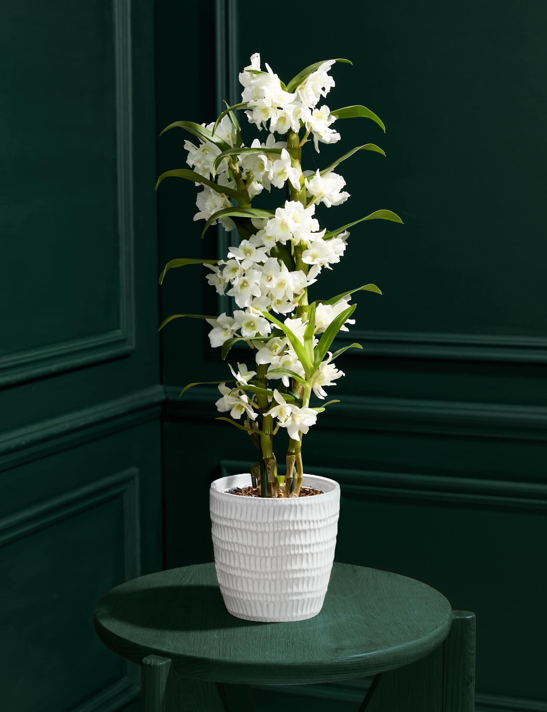 White Dendrobium Orchid with Glazed Pot
