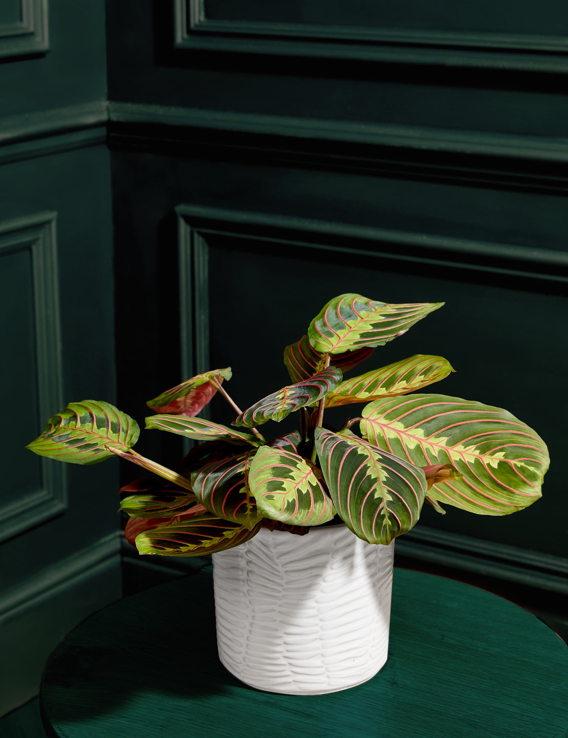 Maranta in Ceramic Pot
