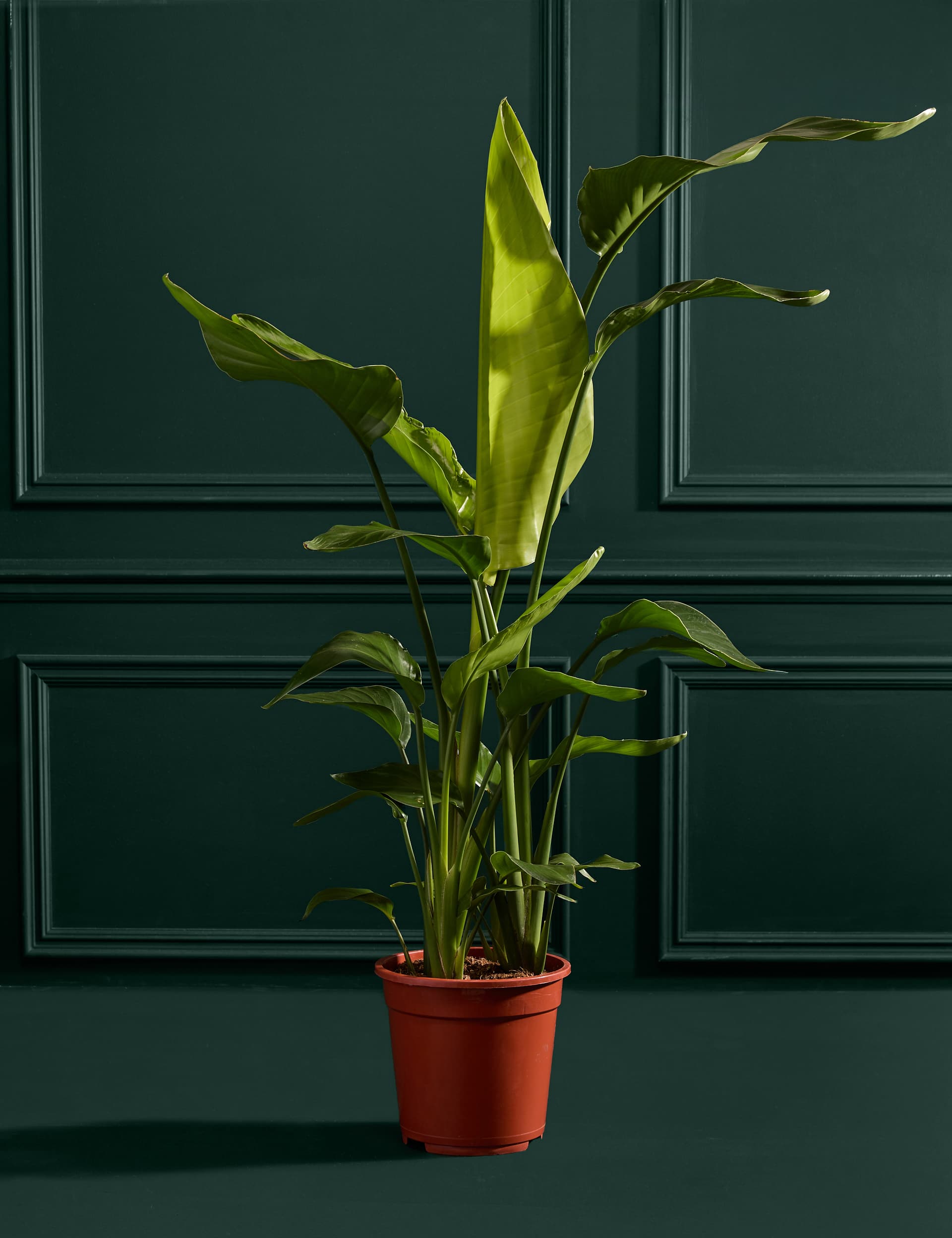 Extra Large Strelitzia Plant in Grower Pot