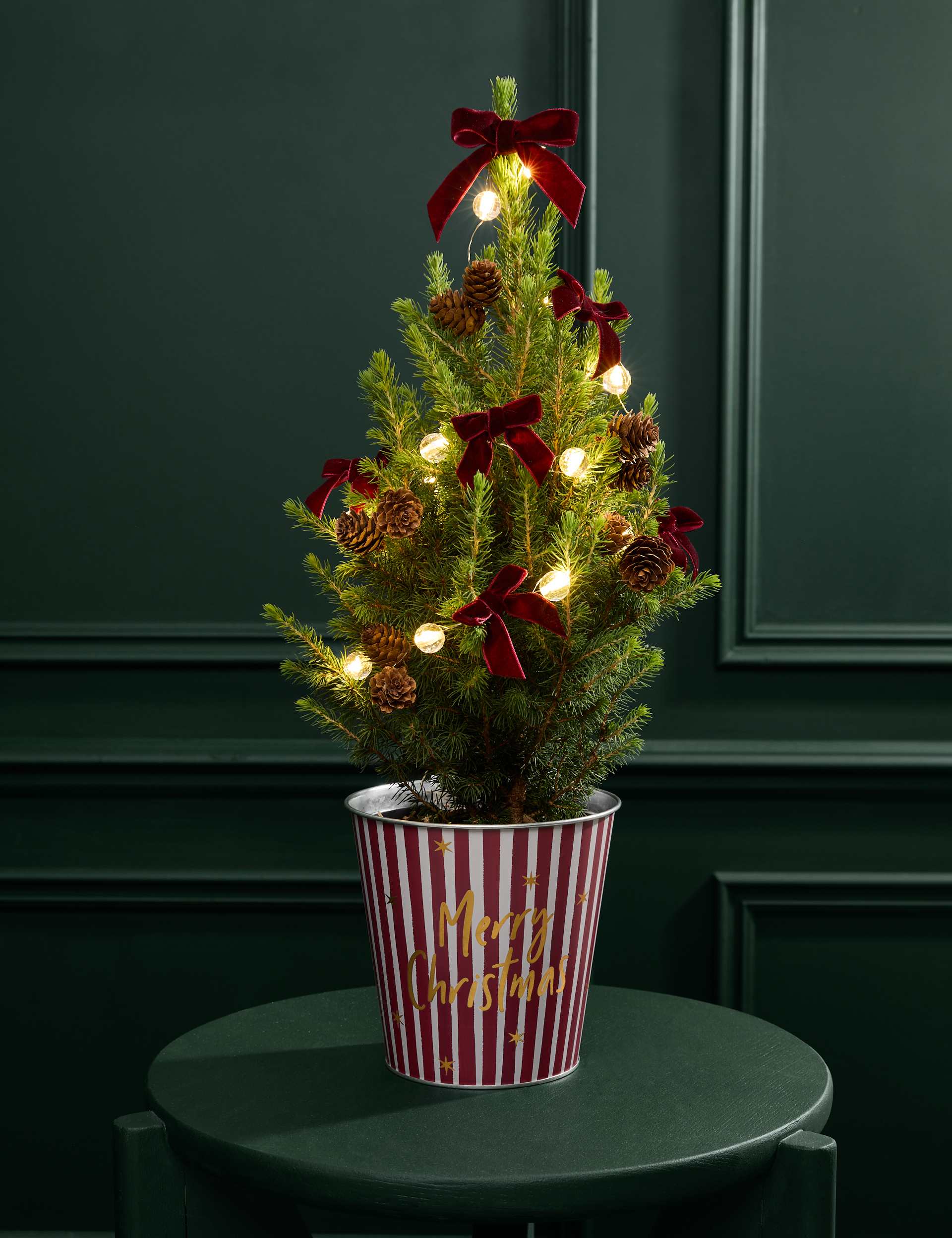 Mini Real Christmas Tree in Merry Christmas Pot