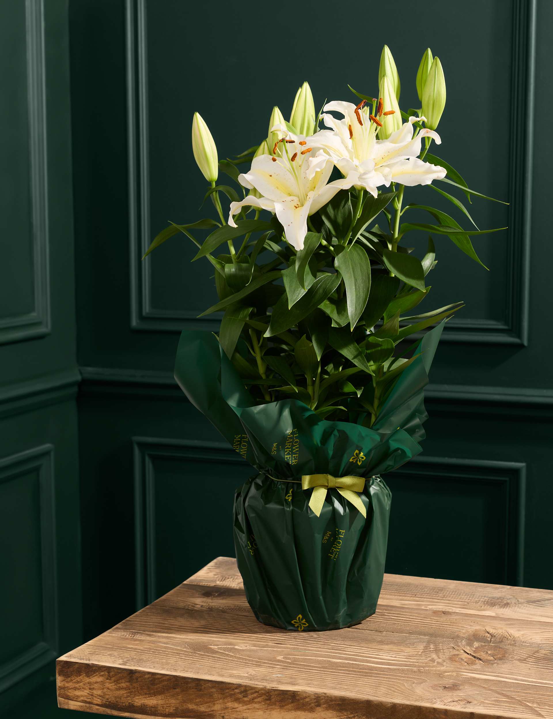 White Oriental Lily