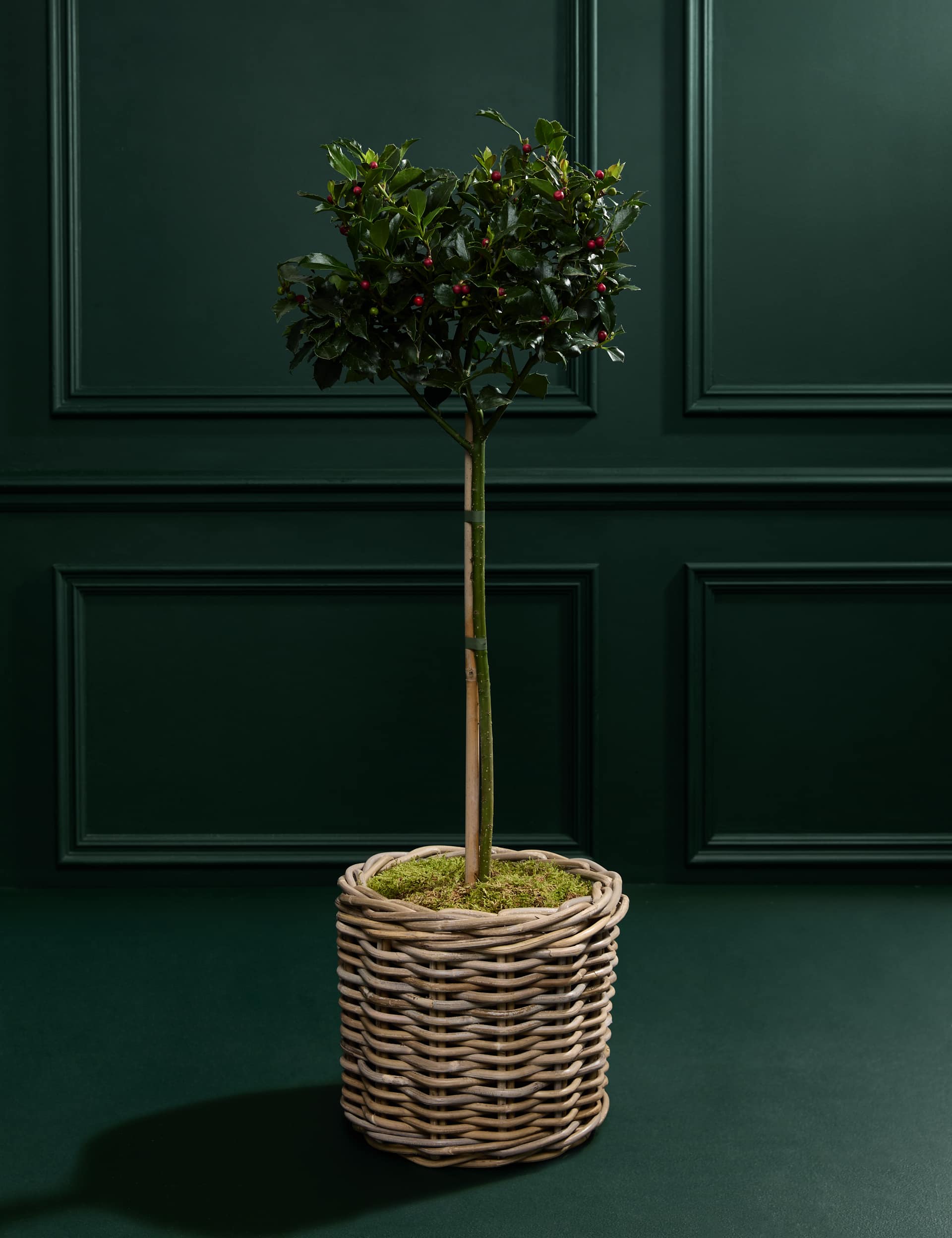 Outdoor Holly Tree in Kubu Basket
