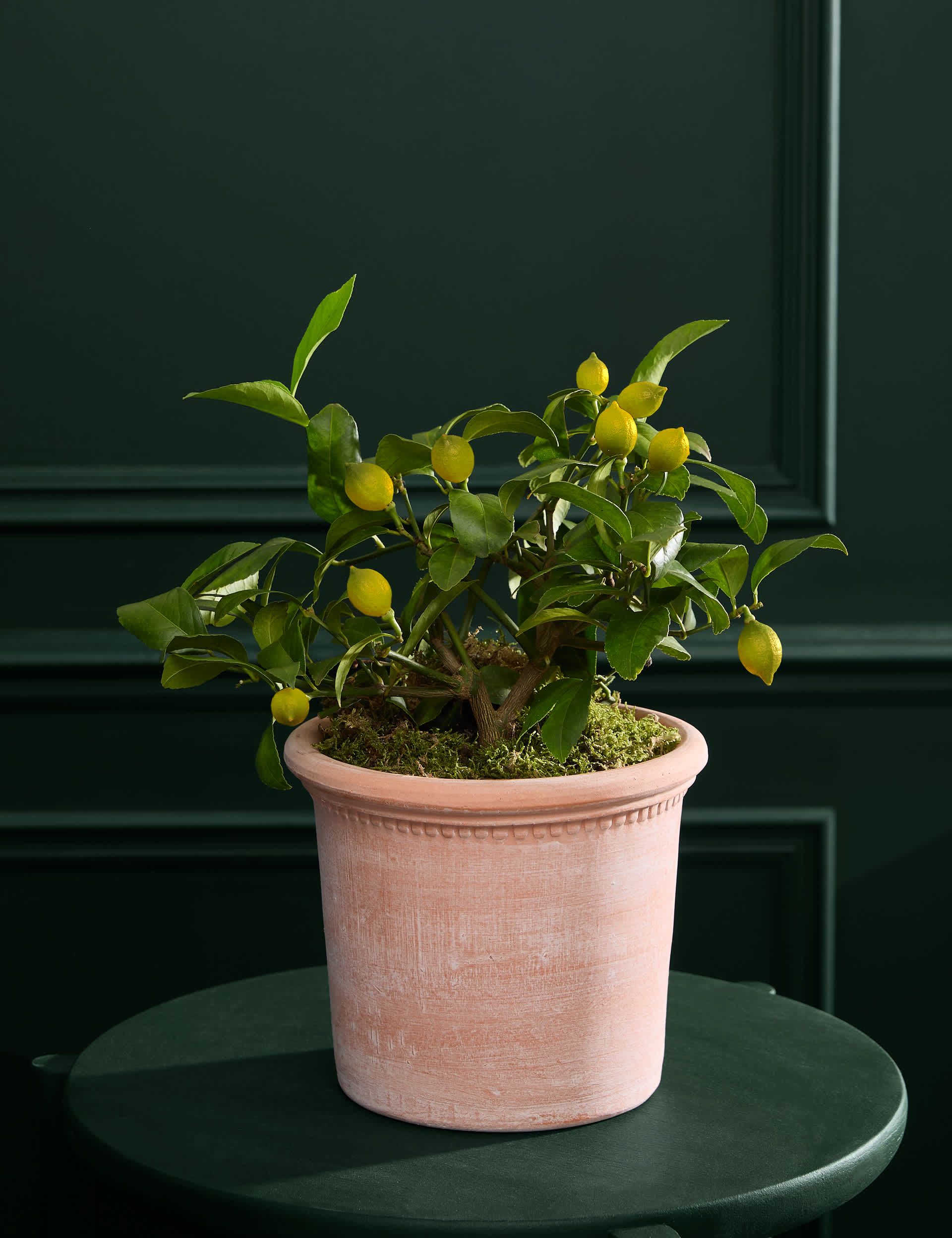 Citrus Plant in Terracotta