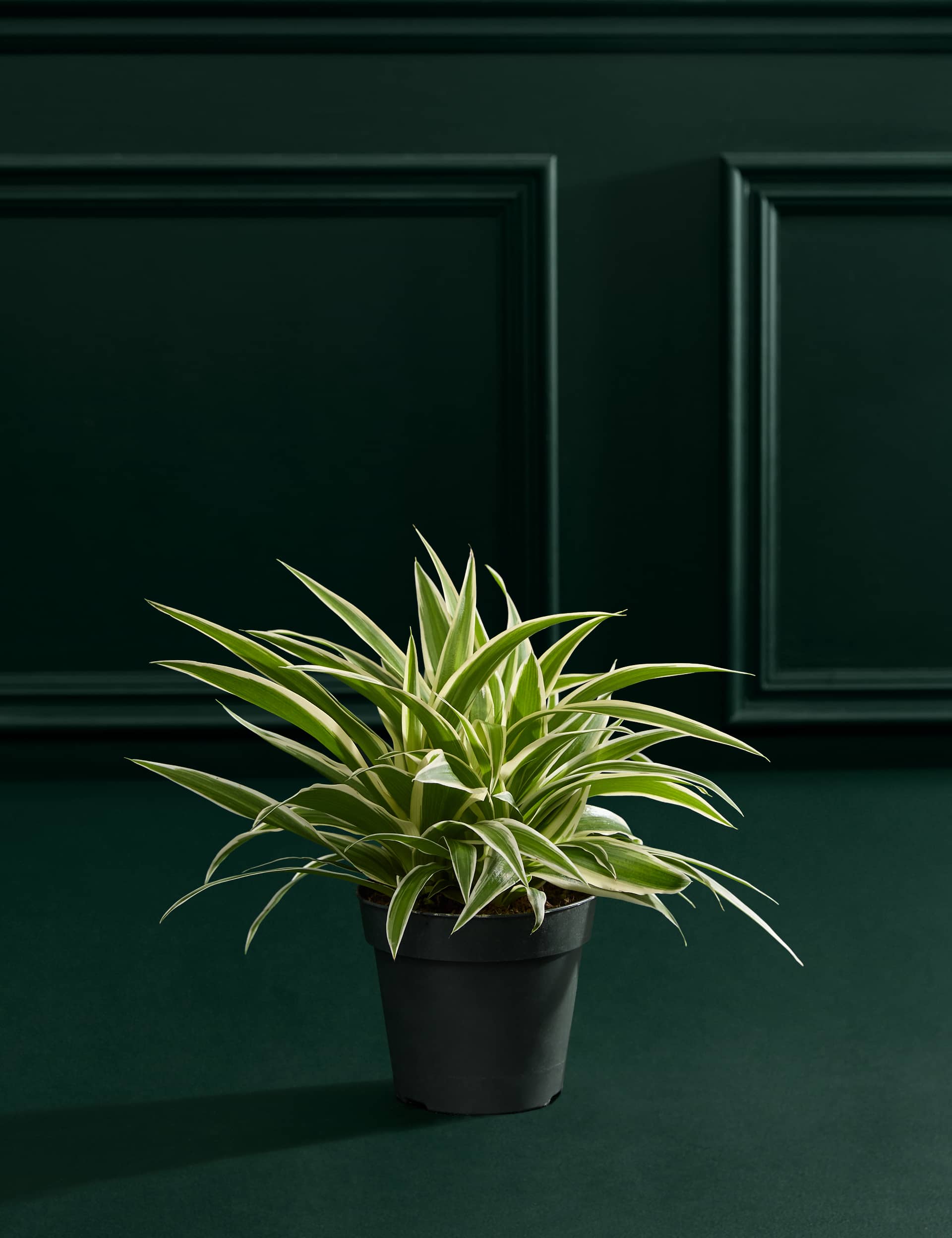 Spider Plant In Grow Pot
