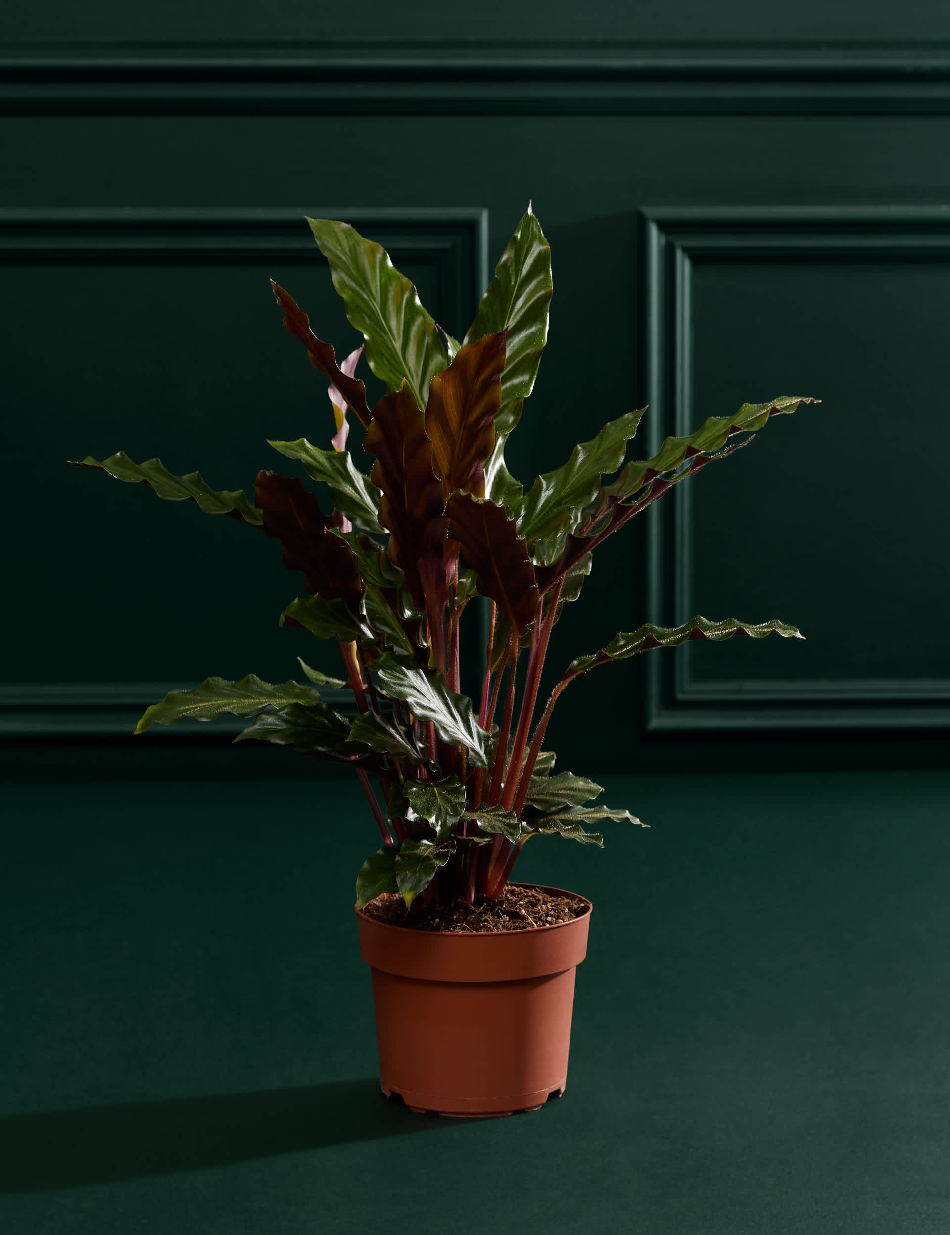 Calathea Rufibarba In Grow Pot