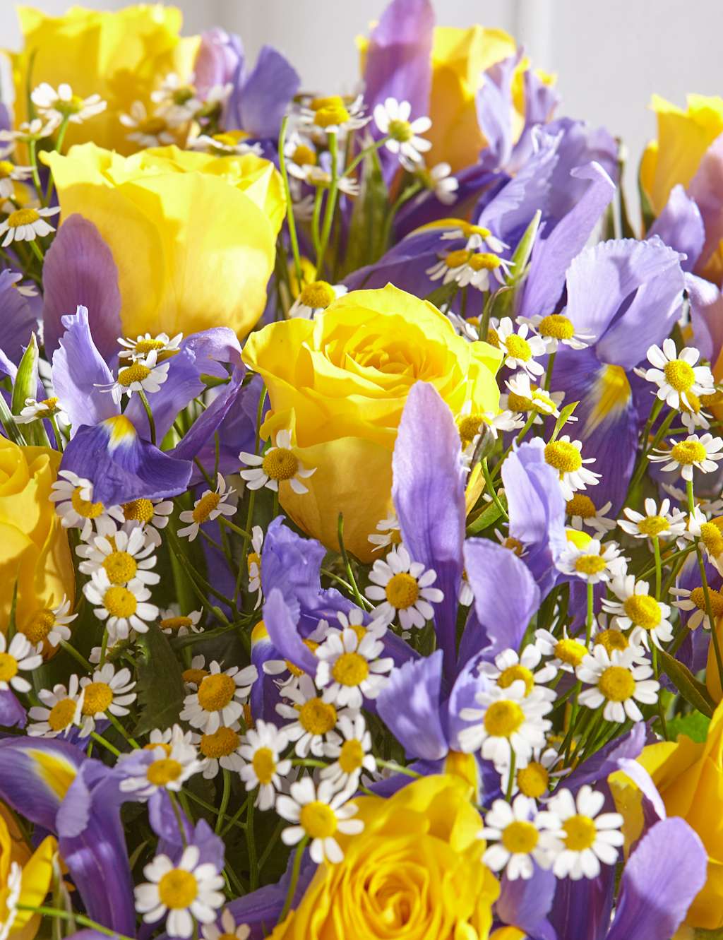 Rose & Iris 5 of 5