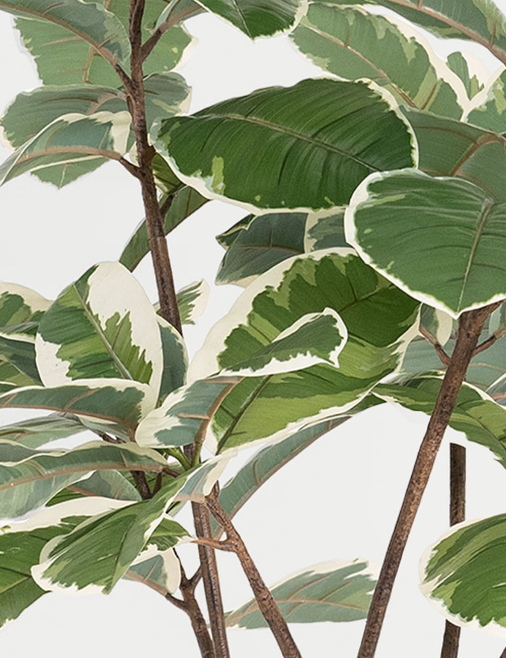 5.5ft Artificial Ficus Elastica Rubber Tree in Pot 2 of 4