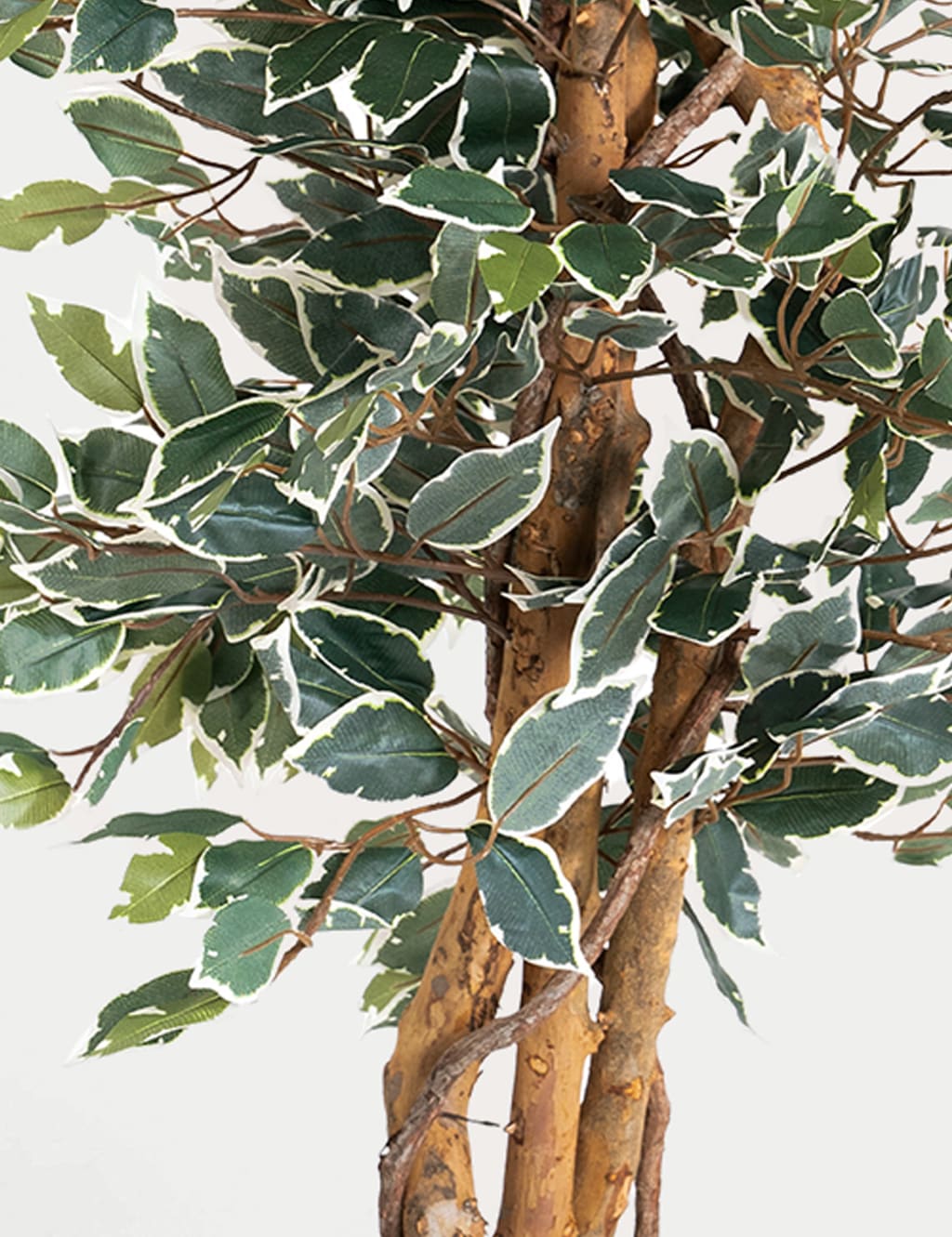 6ft Artificial Ficus Tree in Pot 2 of 3
