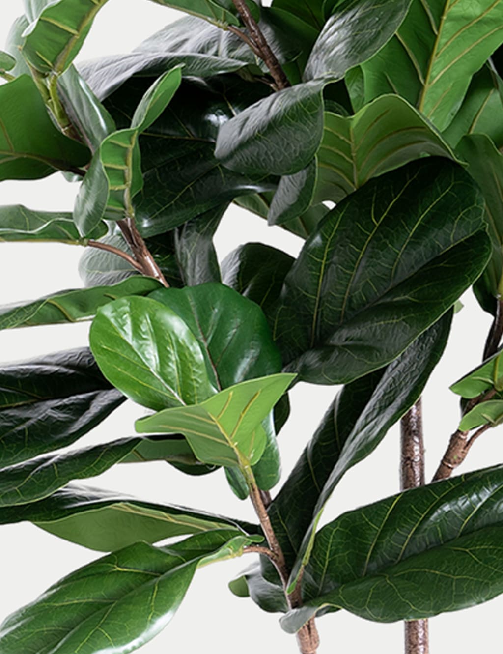 6ft Artificial Floor Standing Fig Tree 2 of 4