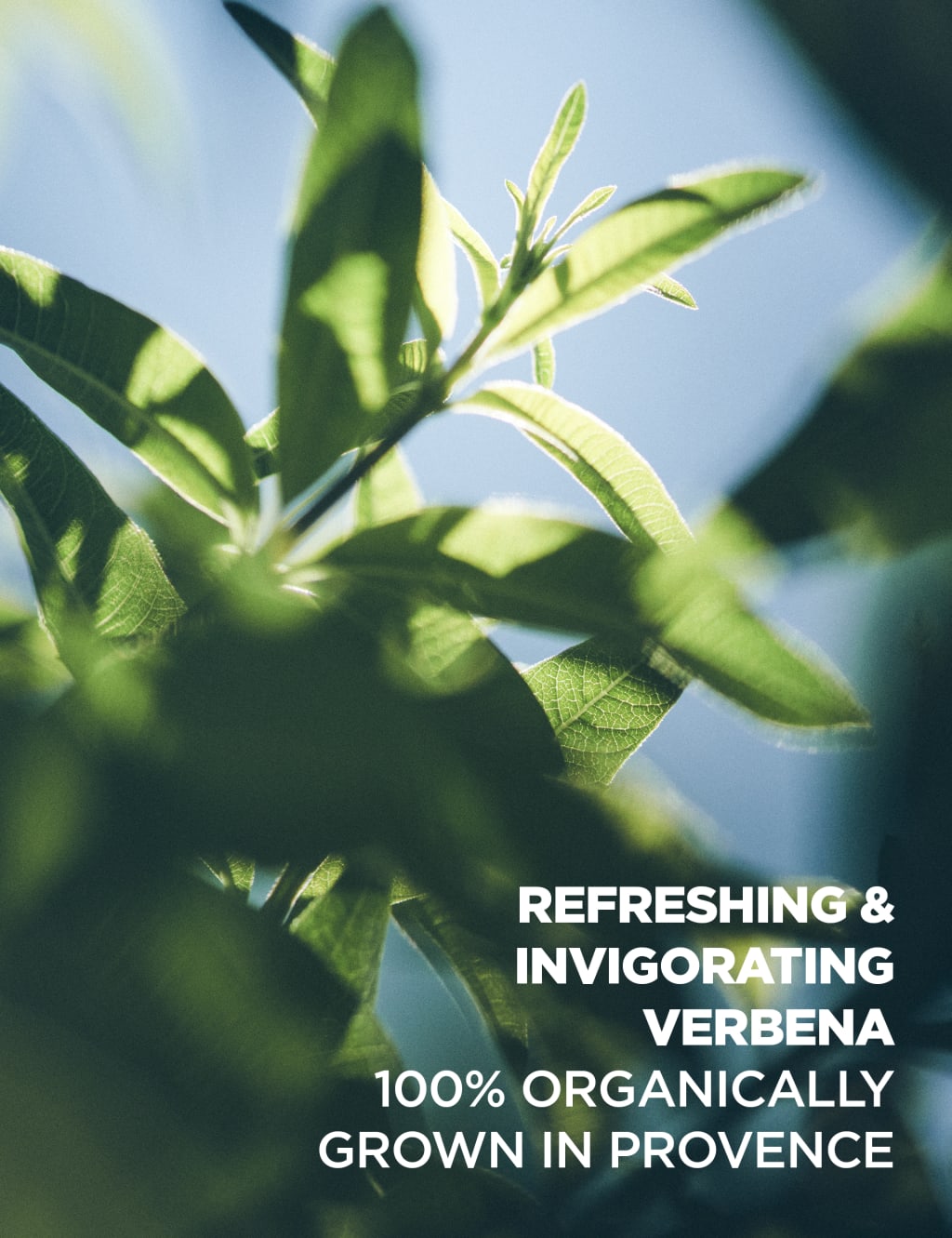 Verbena Eau de Toilette 100ml 4 of 4
