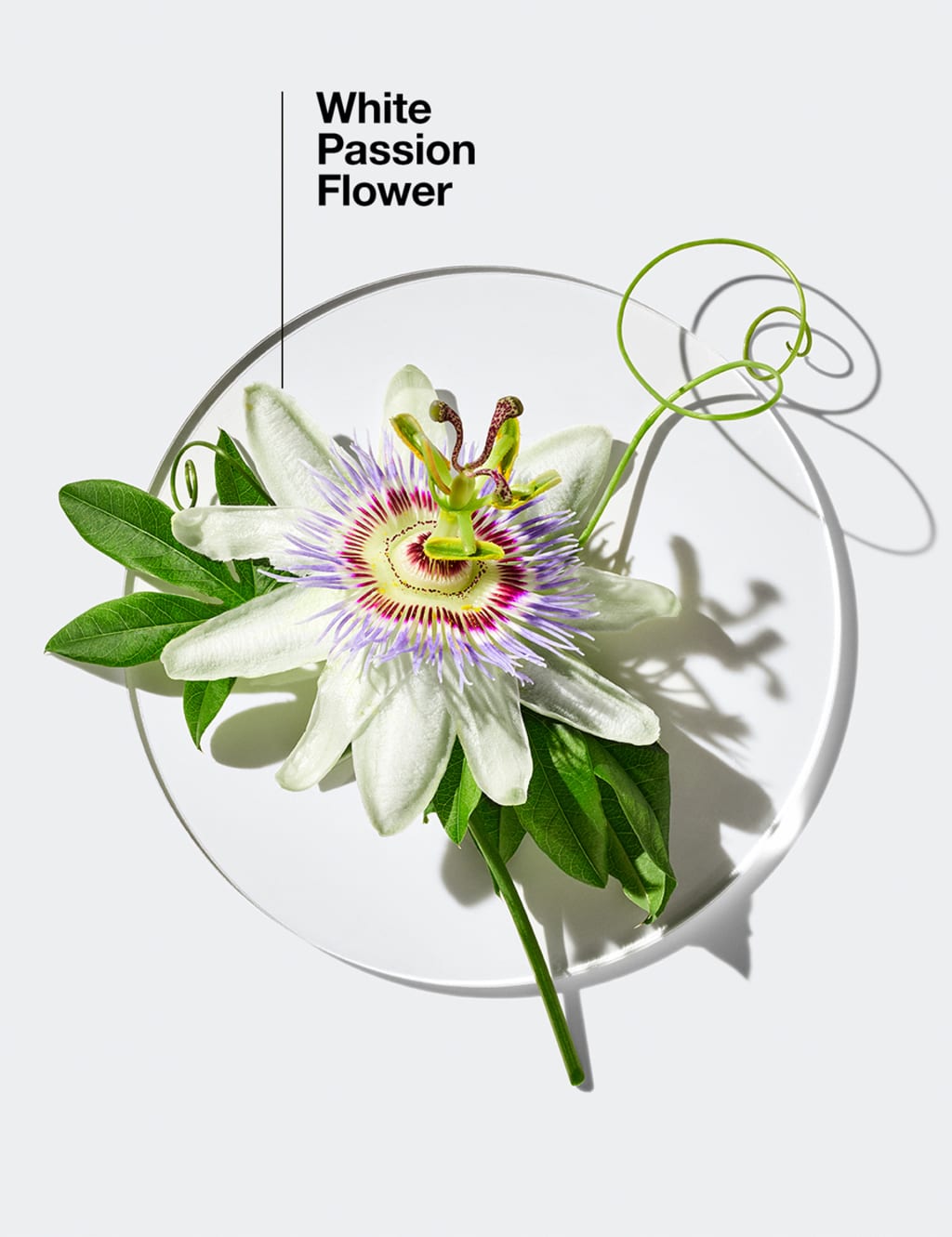 Happy in Paradise™ Limited Edition Eau de Parfum Spray 100ml 3 of 6