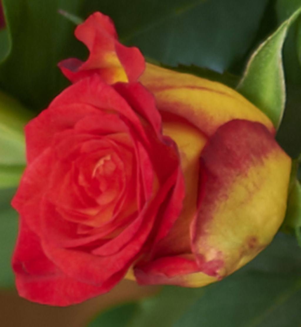 Fairtrade® Oriental Lily and Rose Bouquet 5 of 6