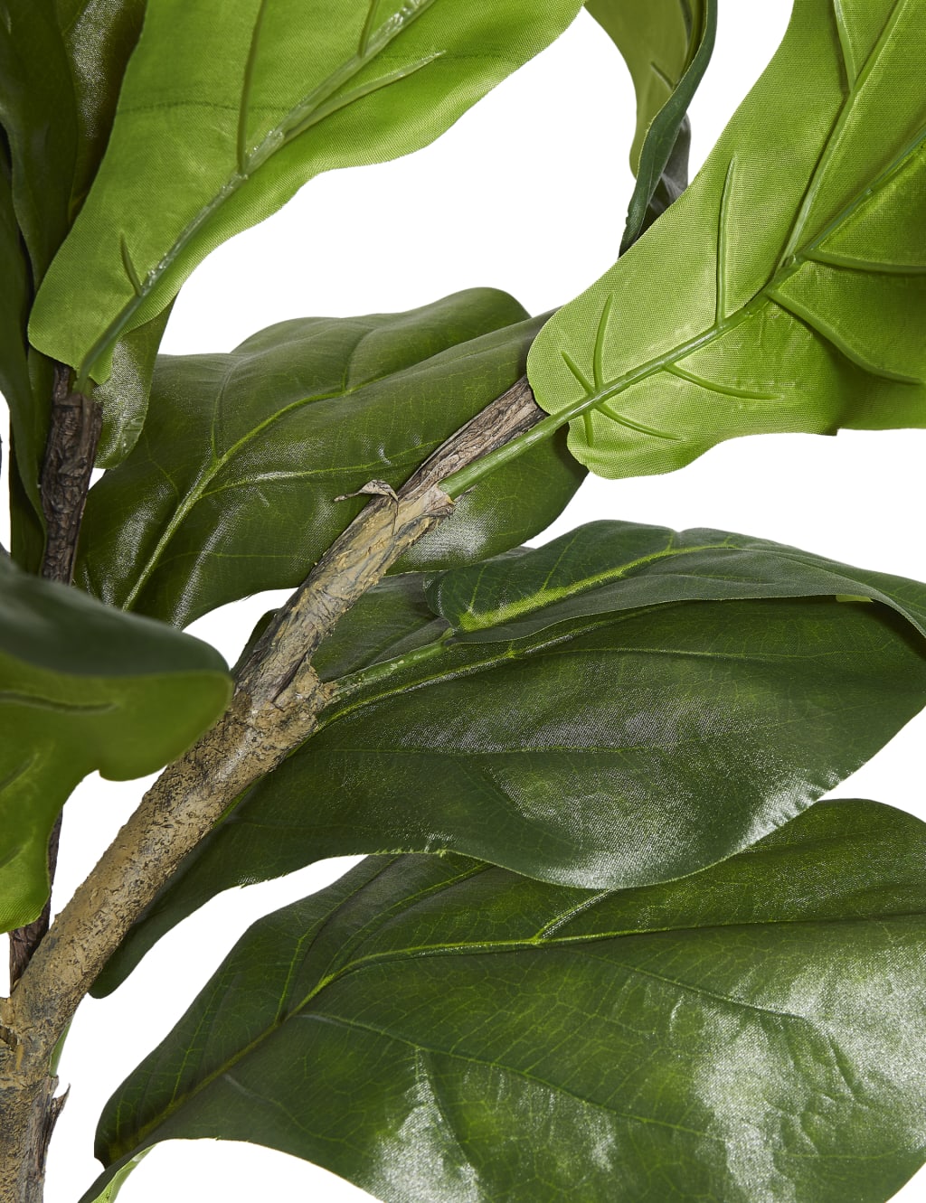 Large Fiddle Leaf Fig Tree 2 of 3
